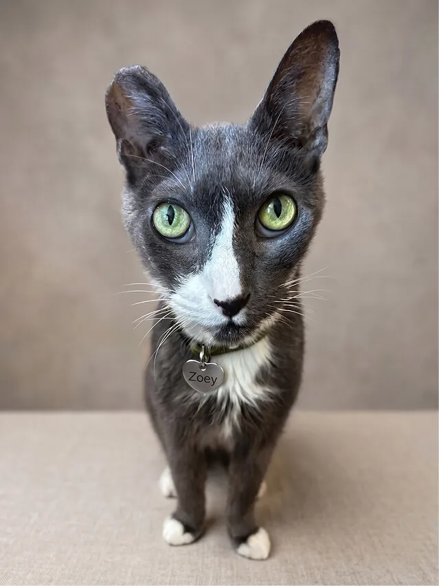 Zoey, our grey-and-white cat with green eyes, the reason we built Pet Pawty